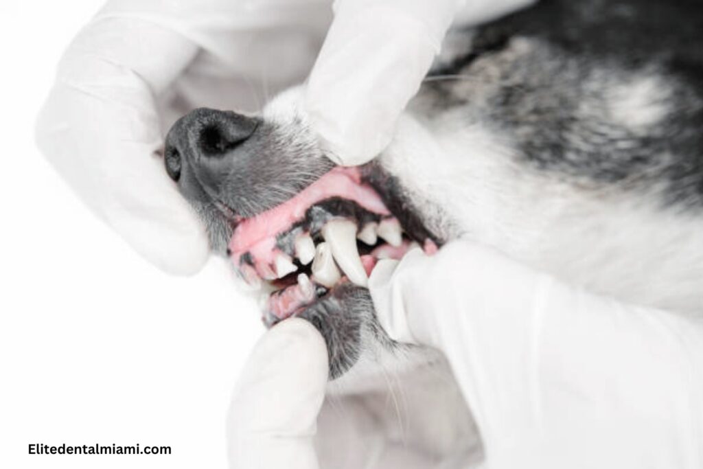 How Many Dogs Die from Teeth Cleaning